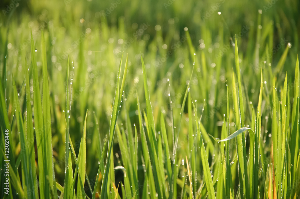 Lush green grass field in the early morning Lush green grass field in the early morning