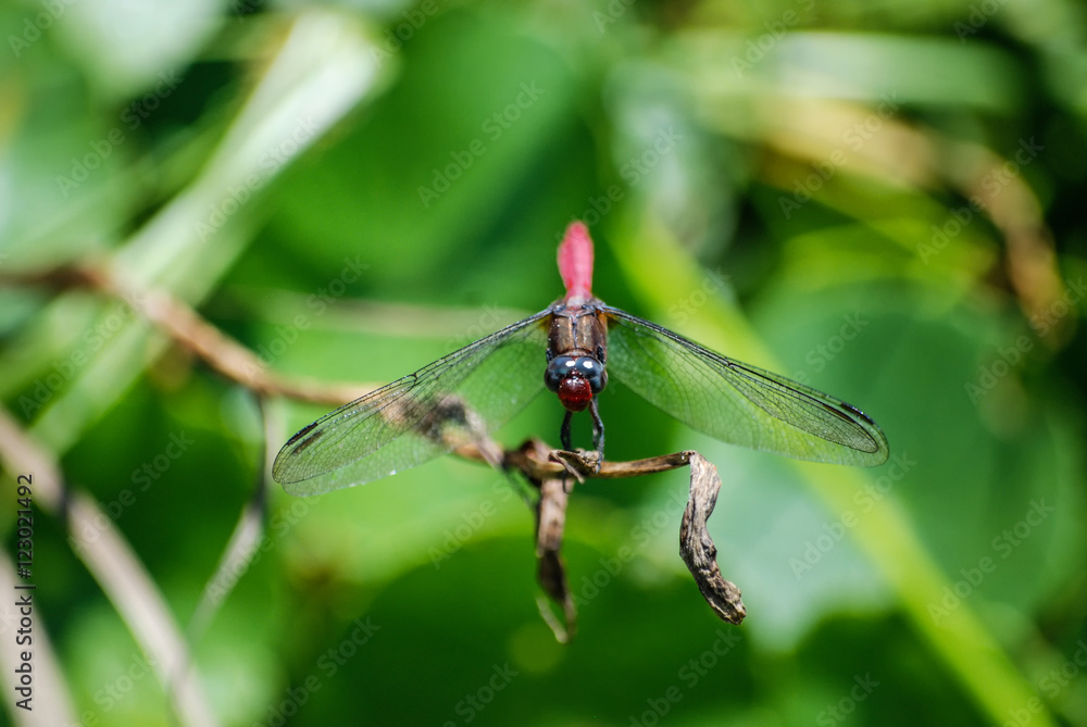 Dragon resting on branch and looking at camera Dragon resting on branch and looking at camera