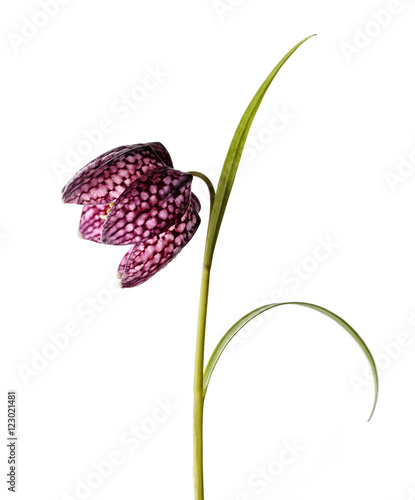 Purple Fritillaria meleagris on White Background