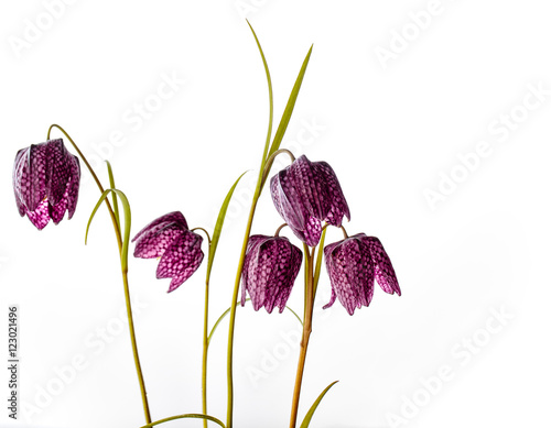 Purple Fritillaria meleagris on White Background