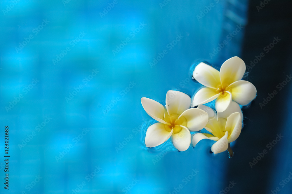 White frangipani plumeria flowers floating on blue water in arom White frangipani plumeria flowers floating on blue water in arom