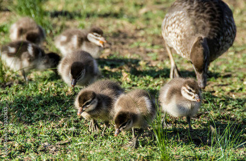 Ducklings searching for food in grass