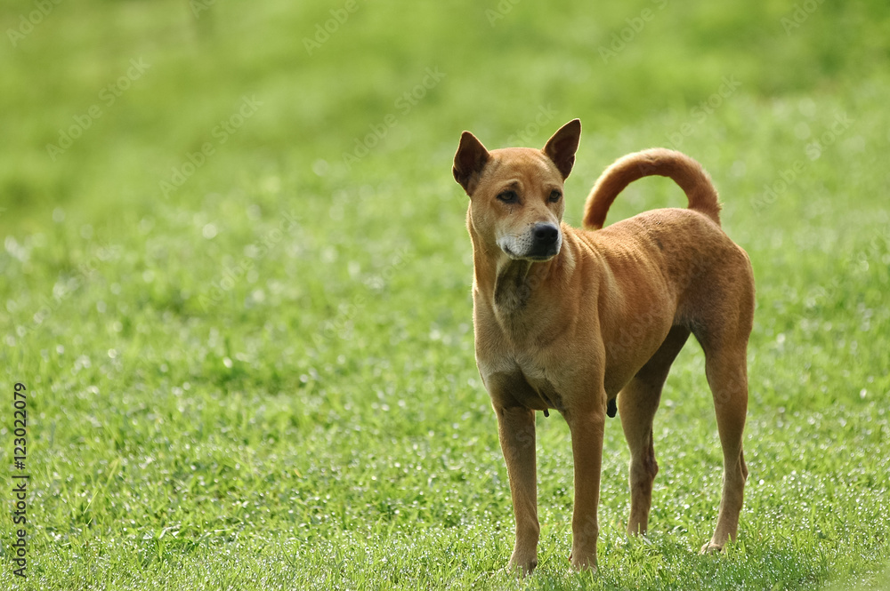 Thai dog happily stands on green grassy lawn Thai dog happily stands on green grassy lawn