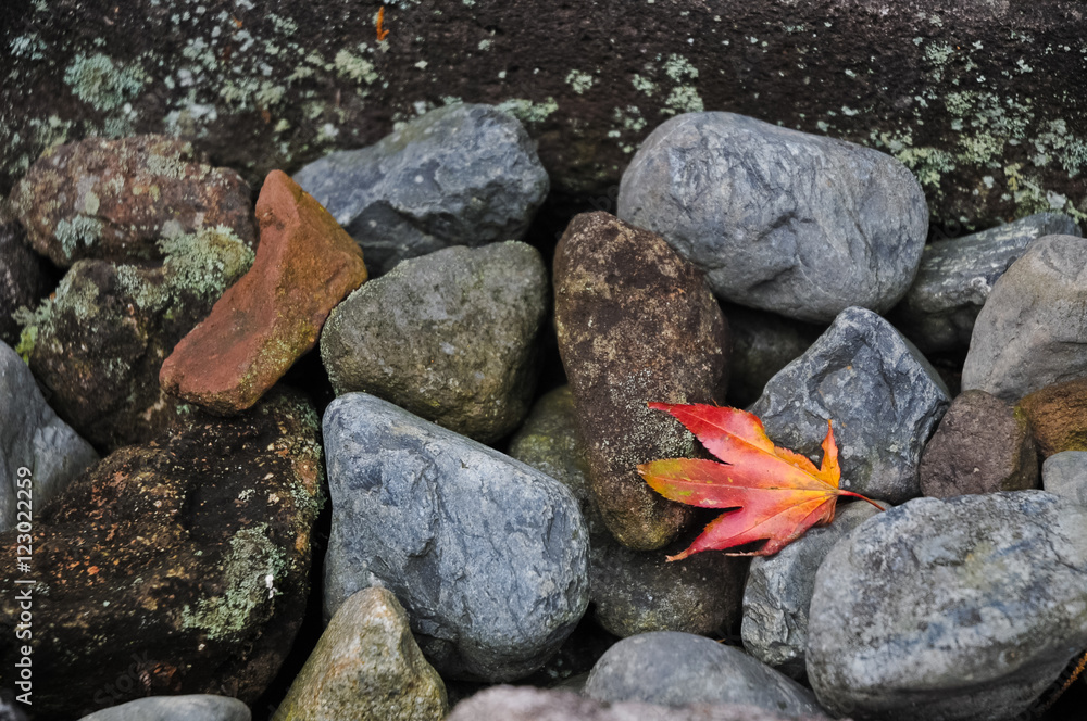 Red maple leafe on river stones and mossy background Red maple leafe on river stones and mossy background