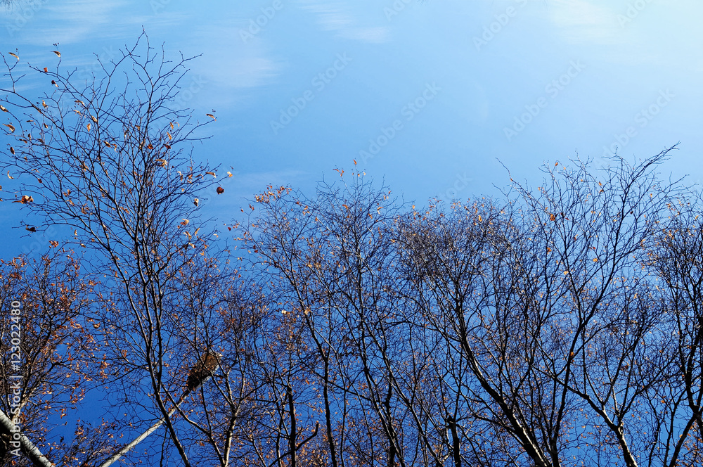 Blue sky and dark tree branches in Winter in Hobart Tasmania Aus Blue sky and dark tree branches in Winter in Hobart Tasmania Aus