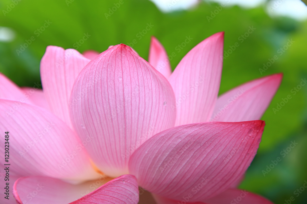 Close up of Lotus flower