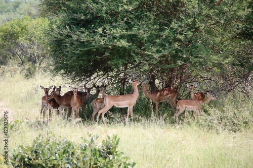 Herd of Impalas in Mahango National Park in Namibia, Africa