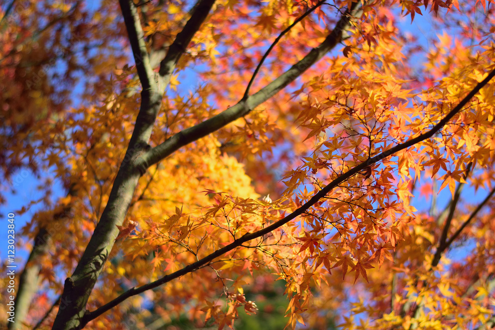 Colorful Japanese Autumn on clear sunshine day