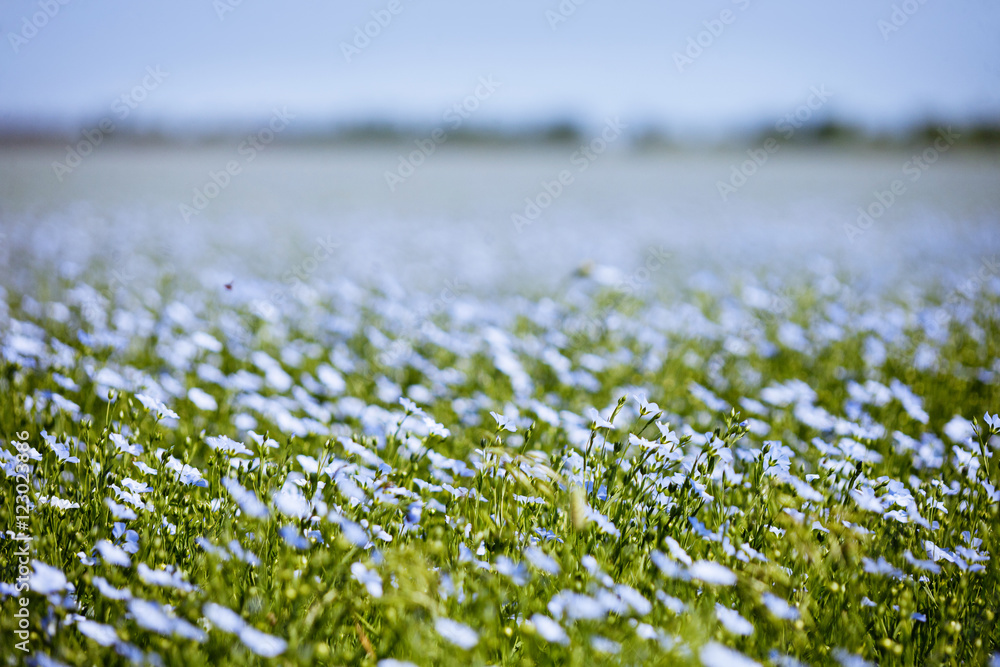 Blue flax field flowers - obrazy, fototapety, plakaty 