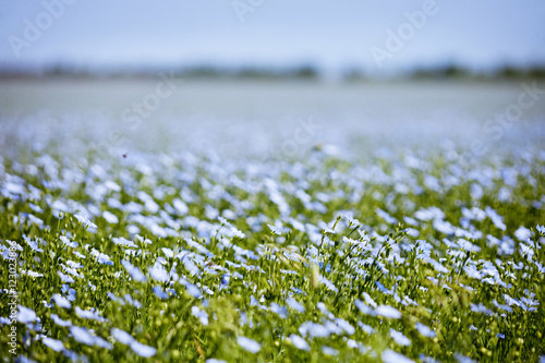 Blue flax field flowers photo
