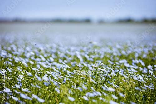 Foto Blue flax field flowers