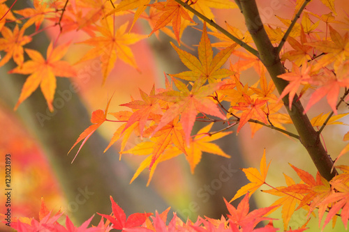 Landscape of Japanese Autumn Maple Leaves