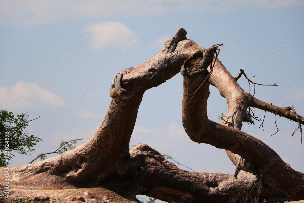 Monkey climbs at Baobab tree in Bwabwata National Park in Namibia, Africa