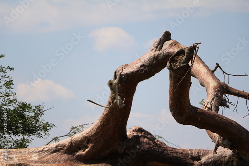 Cercopithecus climbs at Baobab tree in Namibia, Africa photo