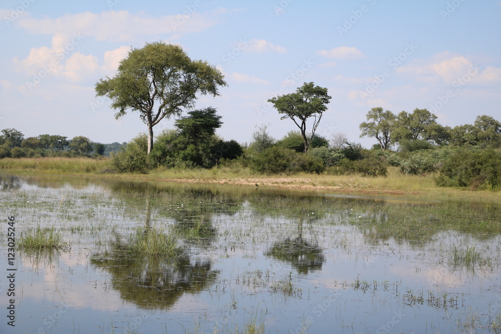 Tree reflected in water lily lake in Bwabwata National Park, Namibia Africa Tree reflected in water lily lake in Bwabwata National Park, Namibia Africa