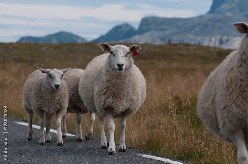 Walking Sheeps
