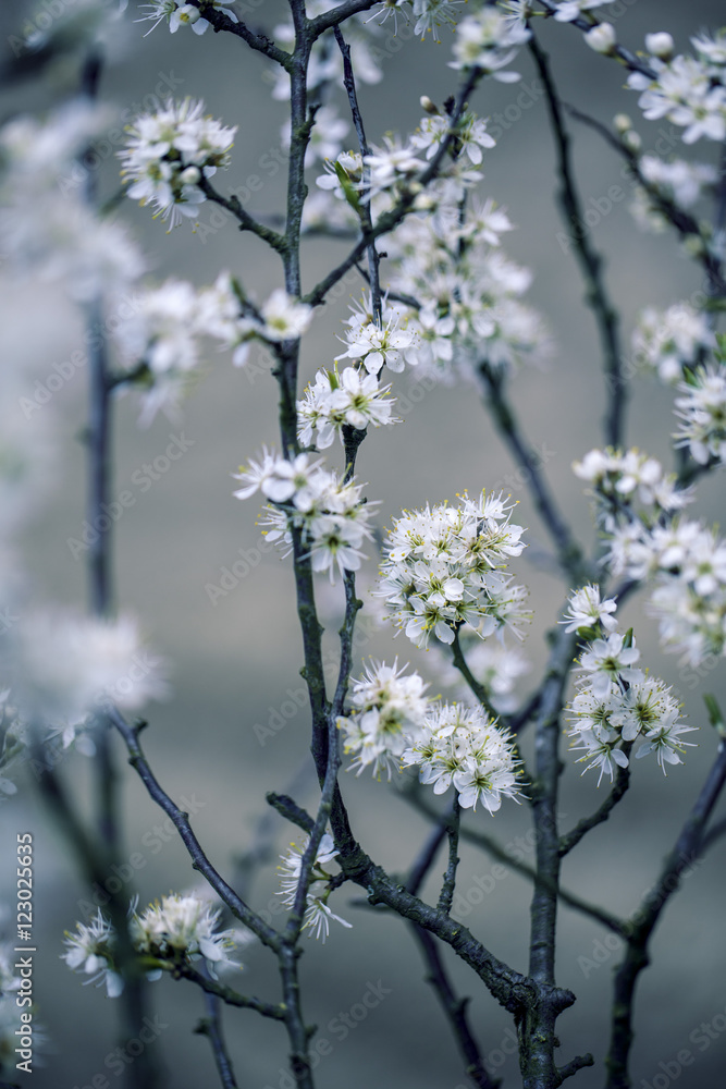 Apple Tree flowering in Spring Apple Tree flowering in Spring