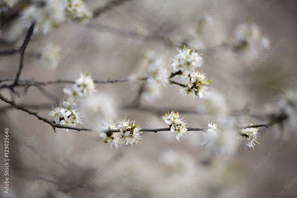 Apple Tree flowering in Spring Apple Tree flowering in Spring