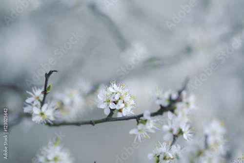 Apple Tree flowering in Spring © Nailia Schwarz