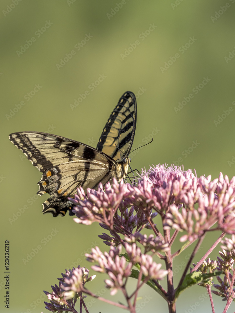 Eastern tiger swallowtail, Papilio glaucus Eastern tiger swallowtail, Papilio glaucus