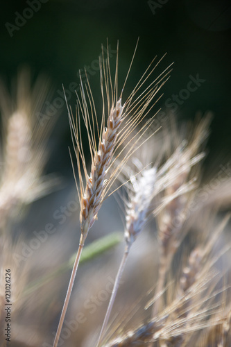 Erntereifes Getreide © EinBlick