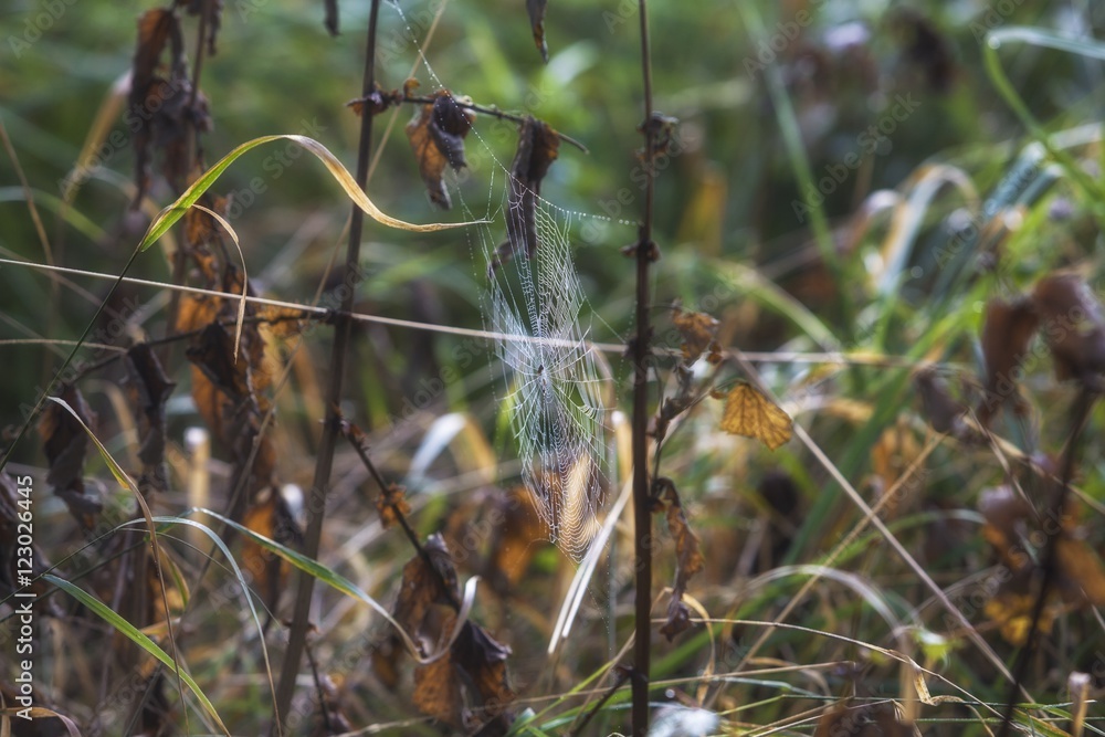 Web of a spider against sunrise in the field covered fogs Web of a spider against sunrise in the field covered fogs