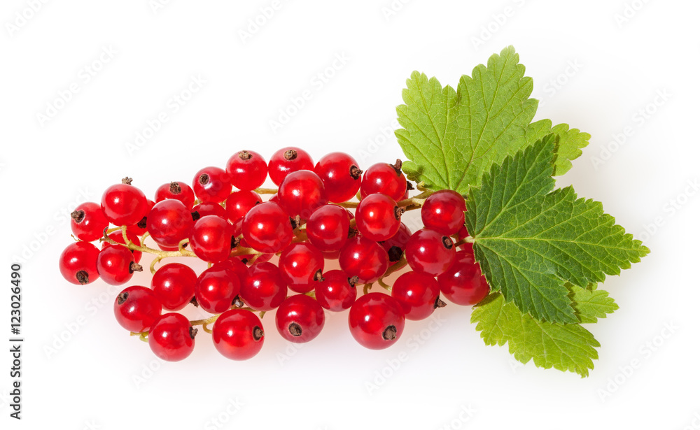 Red currant with green leaves isolated on white background Red currant with green leaves isolated on white background