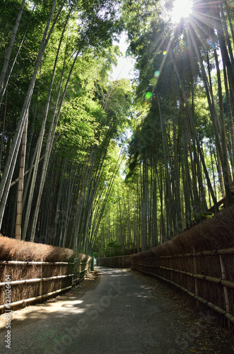 Pathway through bamboo woods  Kyoto Japan                   