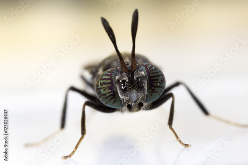 Soldier fly close up