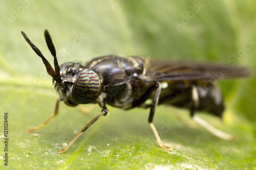 Soldier fly close up