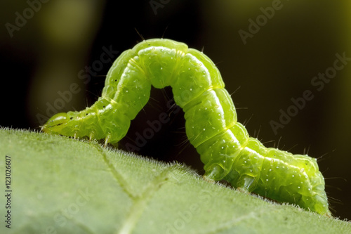 A small green caterpillar