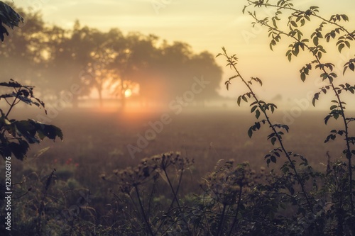 countryside  with fog in the morning