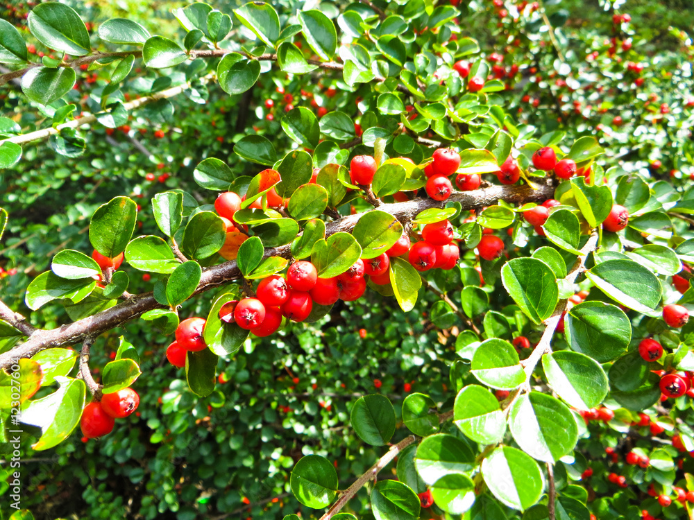 Berries on a hawthorn bush on autumn