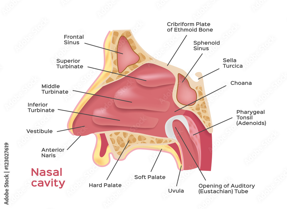 Naklejka premium Nasal cavity . vector illustration of Human Nose diagram . inside of nose