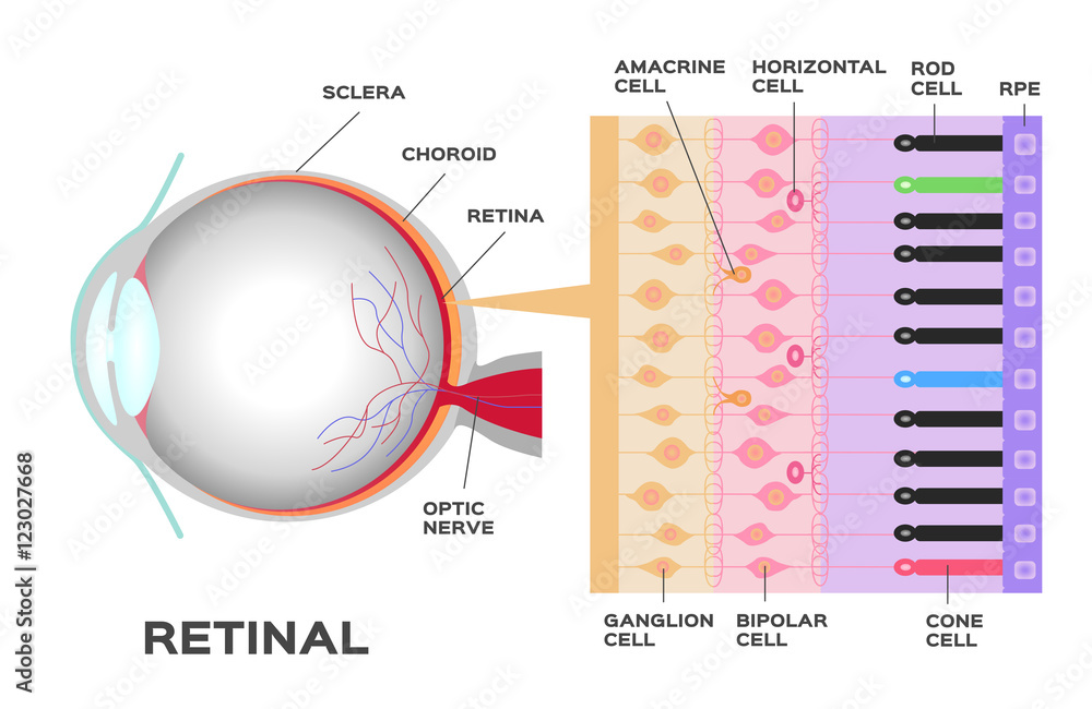 eye infographic: Photoreceptor in the retina of the eye. Structure and  function rod and cone cells. Vector scheme Stock Vector
