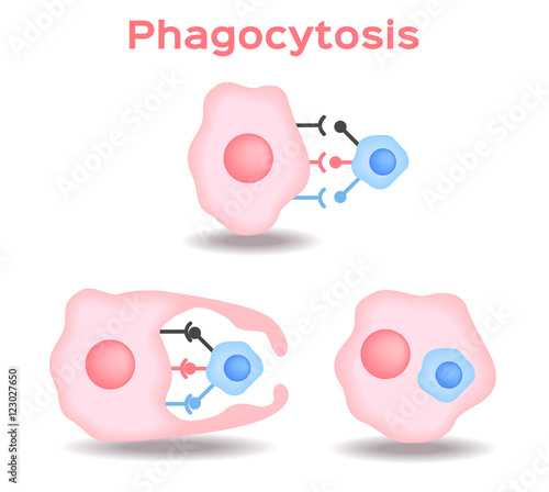 Phagocytosis in three steps. Human immune system vector . Pink Phagocytosis version photo