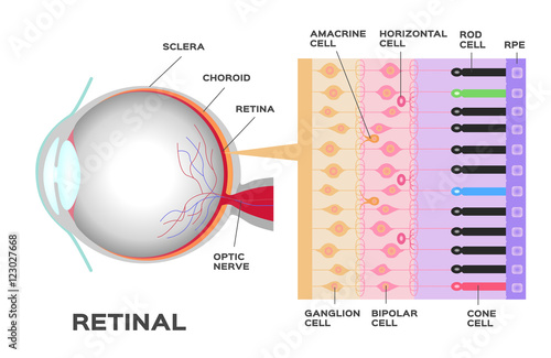 eye infographic: Photoreceptor in the retina of the eye. Structure and function rod and cone cells. Vector scheme photo