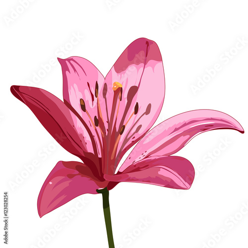 pink lily. vector isolated image