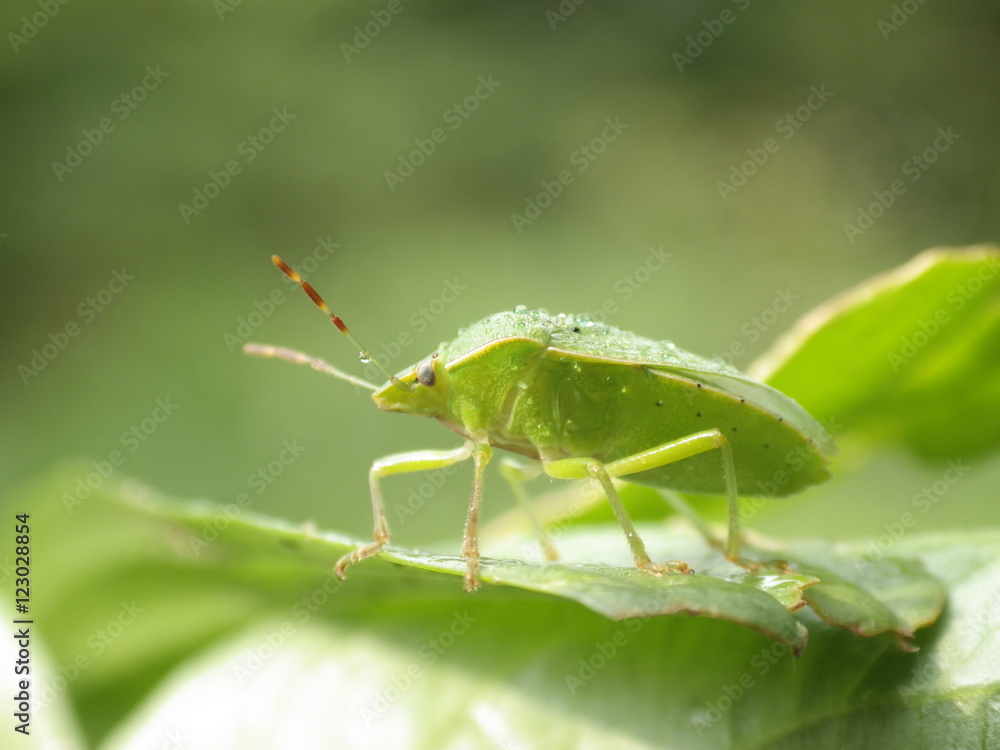 Chinch Bug in nature Chinch Bug in nature