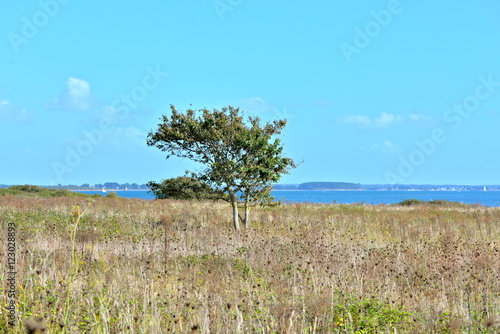 Field with tree and wild grasses  Brittany island