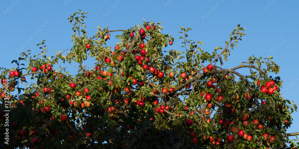 rote Äpfel rote Äpfel