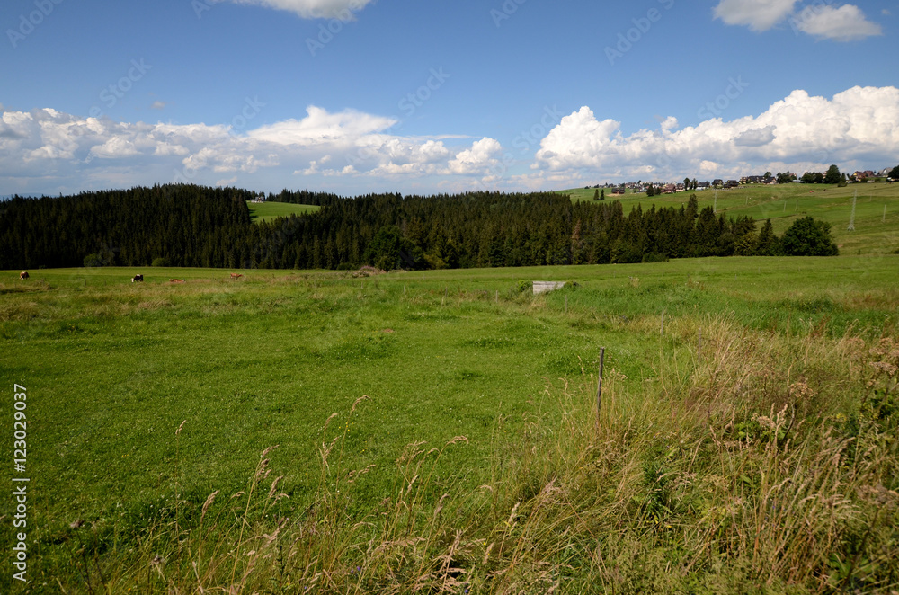 Meadow in the Tatra Mountains (Poland)