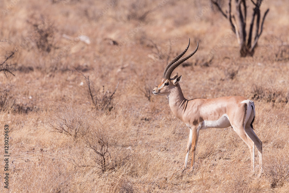 impala, in samburu kenya impala, in samburu kenya