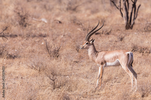 impala  in samburu kenya