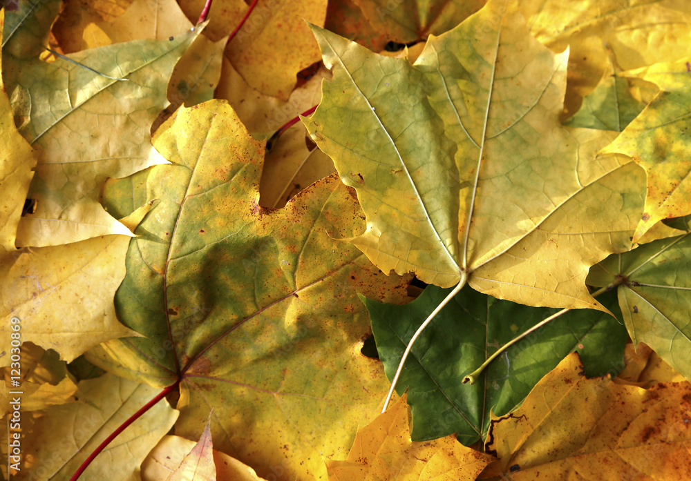 Different views of autumn scenery Different views of autumn scenery