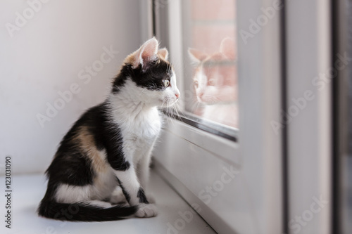 Portrait of a beautiful kitty cat on the windowsill