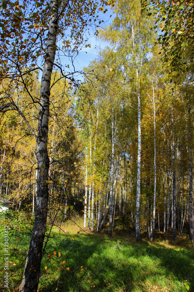 Fototapeta premium Tall slender white birch trunks in a golden dress Russian autum