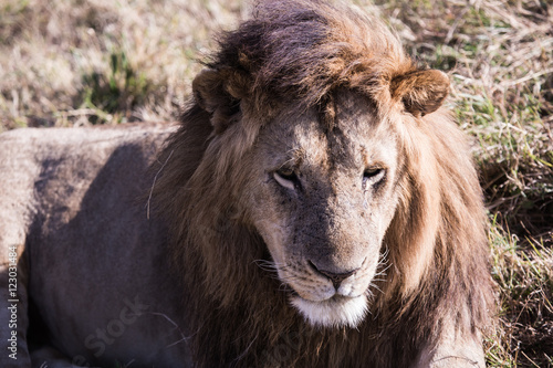 lion in Masai Mara Kenya  Africa