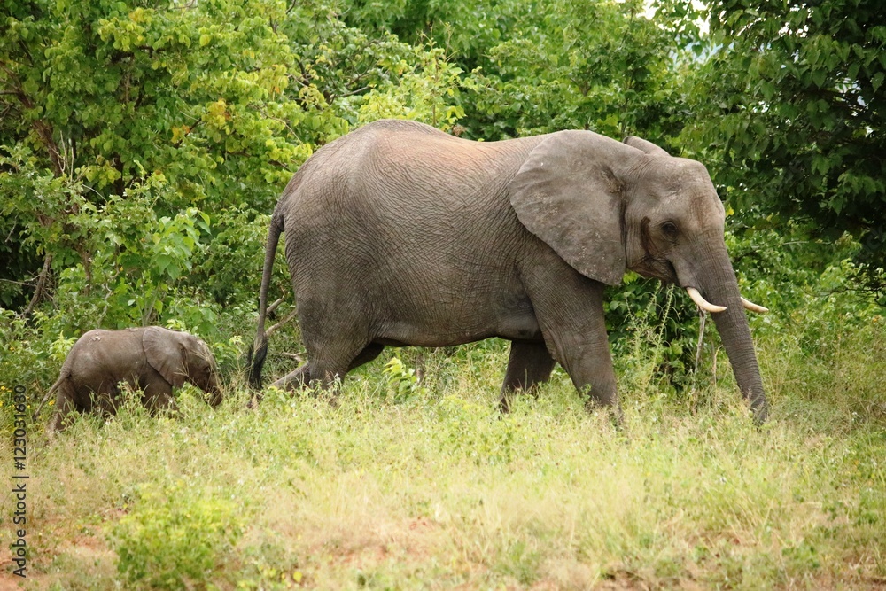 Elephant cow with baby in Chobe National Park, Botswana Africa