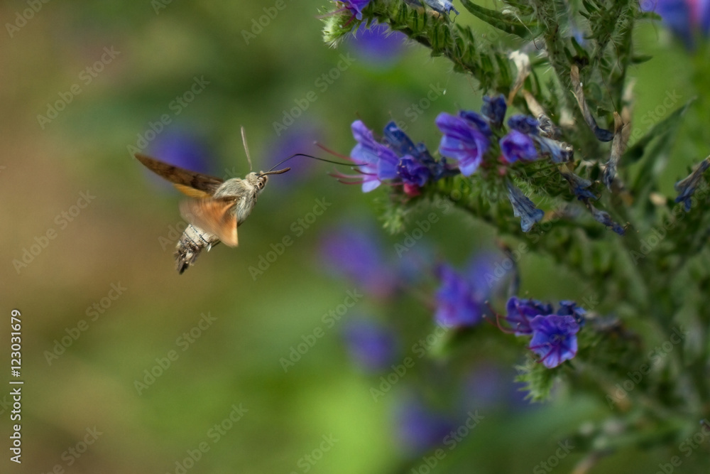 Fototapeta premium Taubenschwänzchen